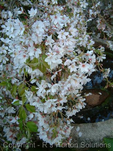 Cherry Prunus Subhirtella Pendular_3 